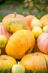 Image of harvest of orange pumpkins