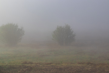Obraz na płótnie Canvas trees on a field on misty autumn weather