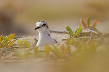 An adult Kentish plover (Charadrius alexandrinus) nesting in the desert on the island of Cape verde