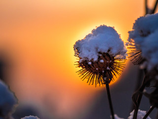dried shrub in winter close up. Macro photo of an extinguished plant in autumn against the background of a beautiful sunset sky. warm sunset and cold snow.