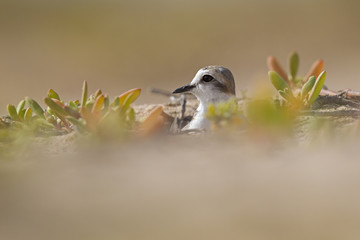 An adult Kentish plover (Charadrius alexandrinus) nesting in the desert on the island of Cape verde