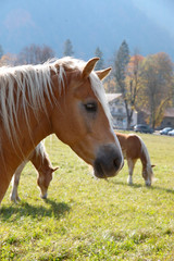 Haflinger auf Weide