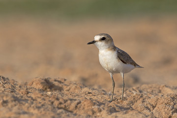 An adult Kentish plover (Charadrius alexandrinus) foraging in the desert on the island of Cape verde