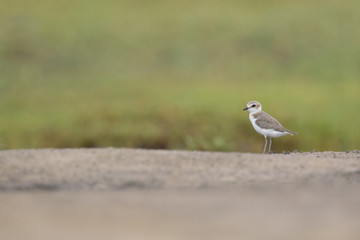 An adult Kentish plover (Charadrius alexandrinus) foraging in the desert on the island of Cape verde