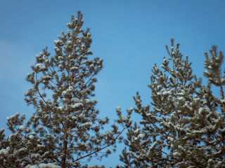 tree branches against the blue sky. pine branch without leaves in winter. snow covered pine