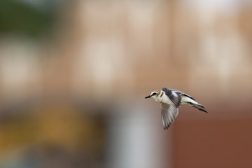 An adult Kentish plover (Charadrius alexandrinus) flying in highspeed on the island of Cape verde