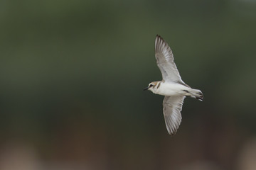 Obraz premium An adult Kentish plover (Charadrius alexandrinus) flying in highspeed on the island of Cape verde