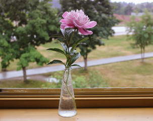 a cup of tea, a book and a peony flower on the windowsill /relax summer background