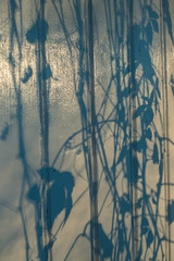 the shadow from a Virginia creeper on a painted white house panel 