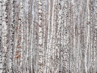 Fotobehang birch forest closeup. wall of birch trunks. textural background for layout. natural landscape in winter. snow and frost © Evgeniy