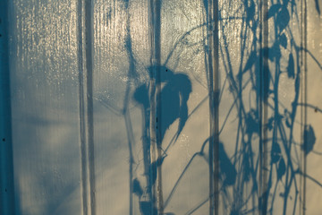 the shadow from a Virginia creeper on a painted white house panel 