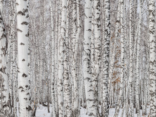 birch forest closeup. wall of birch trunks. textural background for layout. natural landscape in winter. snow and frost
