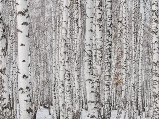 Badezimmer Foto Rückwand birch forest closeup. wall of birch trunks. textural background for layout. natural landscape in winter. snow and frost © Evgeniy