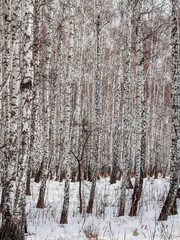 birch forest closeup. wall of birch trunks. textural background for layout. natural landscape in winter. snow and frost
