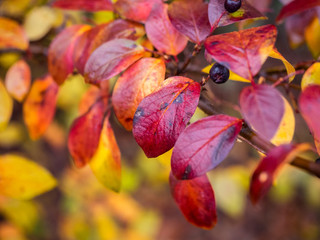 Autumn color outdoor image of red, yellow and green leaves with black berries and the sun shining on the tree. Shallow depth of field.