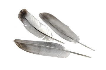 Bird's feather on a white background