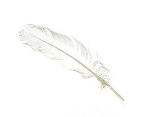 White feather bird on white background