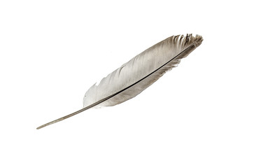 Bird's feather on a white background