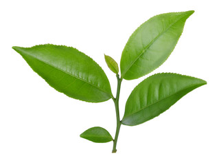 green tea leaf isolated on white background