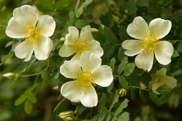 Fototapeta premium Dog-rose