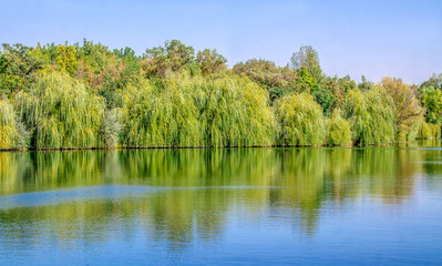 Willow tree over a lake landscape