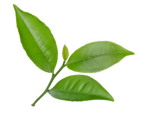 Fototapeta premium green tea leaf isolated on white background