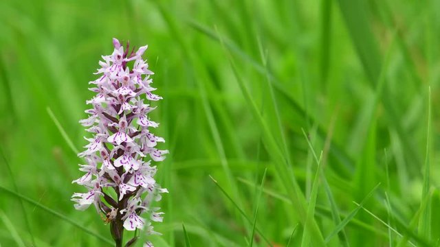 Common spotted orchid on the dry meadow, summer, (dactylorhiza fuchsii), germany