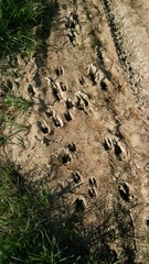 Footsteps of deers in mug in East Slovakia