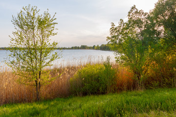 Green trees growing on the shore of the river