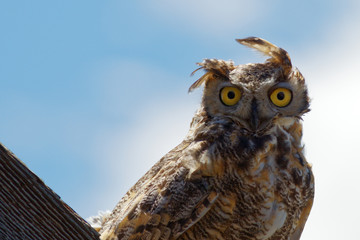 Great Horned Owl
