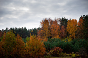 Fototapeta premium Autumn forest with different colors. Cloudy sky.
