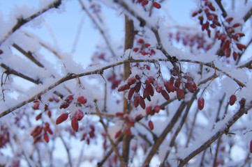 red berries in snow