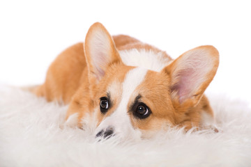 Welsh corgi lying on a sheep fur isolated on white background
