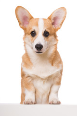 Welsh corgi isolated on white background