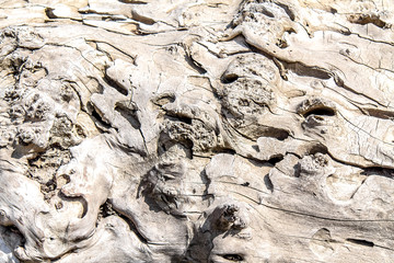 Old tree eaten by bark beetles as background