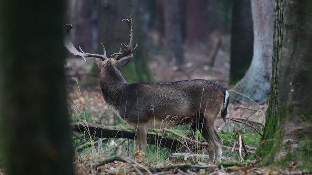 Fallow buck standing in the forest and look, mating time, autumn, (dama dama), germany 