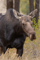 Fototapeta premium Cow Shiras Moose in Autumn