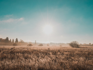 sunset over wheat field