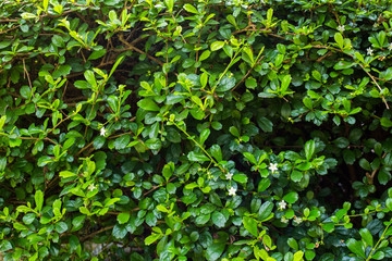 Full frame picture of ornamental foliage