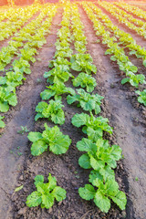 Green cabbage in vegetable plots