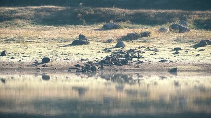 SHORE OF A LAKE IN THE MORNING
