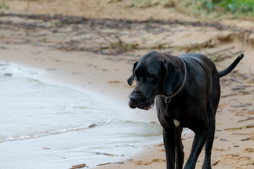 A young, energetic German Great Dane walks on the beach after a storm. The obedient pet executes commands of the owner. Harmony in communicating with animals