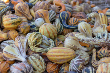 fall gourds at pumpkin patch
