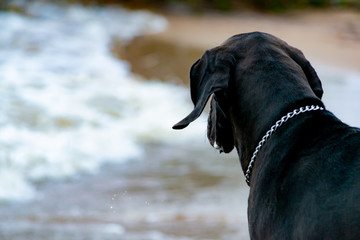 A young, energetic German Great Dane walks on the beach after a storm. The obedient pet executes...