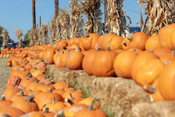 pumpkin patch in fall