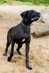 A young, energetic German Great Dane walks on the beach after a storm. The obedient pet executes commands of the owner. Harmony in communicating with animals