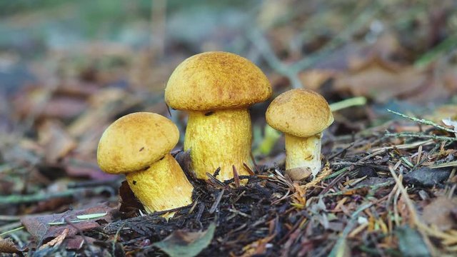 Three yellow bolete fungi covered in flies
