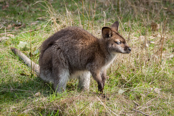 Naklejka na ściany i meble Wallaby de Tasmanie
