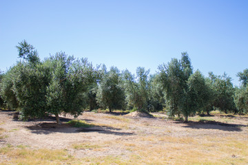 Fototapeta na wymiar green olive tree plantation, alentejo, portugal