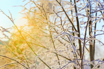 Winter natural background of tree branches in hoarfrost with sunlight. Winter landscape.